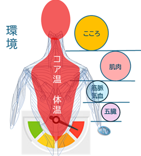 コア温